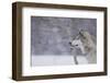 Gray Wolf in Snow-DLILLC-Framed Photographic Print