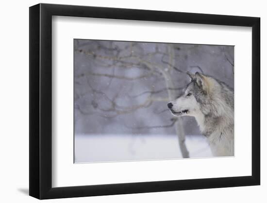 Gray Wolf in Snow-DLILLC-Framed Photographic Print