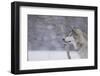 Gray Wolf in Snow-DLILLC-Framed Photographic Print