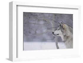 Gray Wolf in Snow-DLILLC-Framed Photographic Print