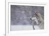 Gray Wolf in Snow-DLILLC-Framed Photographic Print