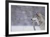 Gray Wolf in Snow-DLILLC-Framed Photographic Print