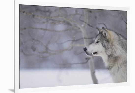 Gray Wolf in Snow-DLILLC-Framed Photographic Print