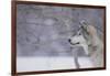 Gray Wolf in Snow-DLILLC-Framed Photographic Print