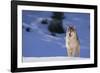 Gray Wolf in Snow-DLILLC-Framed Photographic Print