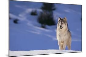 Gray Wolf in Snow-DLILLC-Mounted Photographic Print