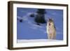 Gray Wolf in Snow-DLILLC-Framed Photographic Print