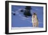 Gray Wolf in Snow-DLILLC-Framed Photographic Print