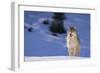 Gray Wolf in Snow-DLILLC-Framed Photographic Print