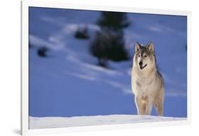 Gray Wolf in Snow-DLILLC-Framed Photographic Print