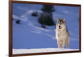 Gray Wolf in Snow-DLILLC-Framed Photographic Print