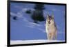 Gray Wolf in Snow-DLILLC-Framed Photographic Print