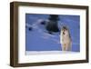 Gray Wolf in Snow-DLILLC-Framed Photographic Print