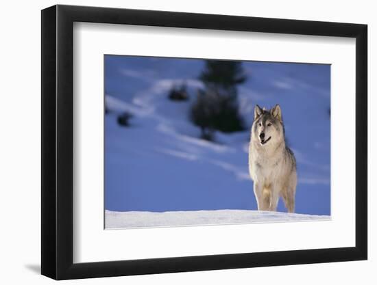 Gray Wolf in Snow-DLILLC-Framed Photographic Print