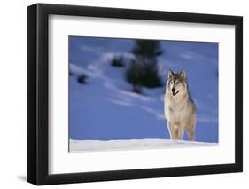 Gray Wolf in Snow-DLILLC-Framed Photographic Print