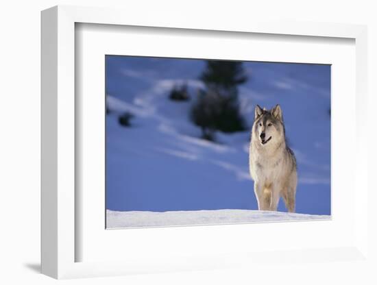 Gray Wolf in Snow-DLILLC-Framed Photographic Print