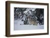 Gray Wolf in Snow-DLILLC-Framed Photographic Print