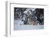 Gray Wolf in Snow-DLILLC-Framed Photographic Print