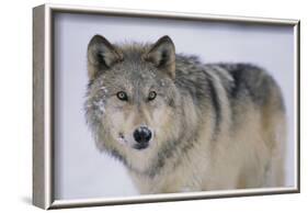 Gray Wolf in Snow-DLILLC-Framed Photographic Print