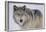 Gray Wolf in Snow-DLILLC-Framed Photographic Print