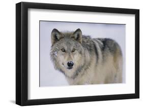 Gray Wolf in Snow-DLILLC-Framed Photographic Print