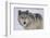 Gray Wolf in Snow-DLILLC-Framed Photographic Print