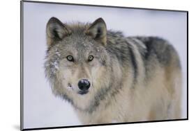 Gray Wolf in Snow-DLILLC-Mounted Photographic Print