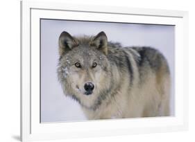 Gray Wolf in Snow-DLILLC-Framed Photographic Print