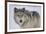 Gray Wolf in Snow-DLILLC-Framed Photographic Print