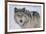 Gray Wolf in Snow-DLILLC-Framed Photographic Print