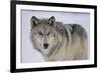 Gray Wolf in Snow-DLILLC-Framed Photographic Print