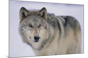 Gray Wolf in Snow-DLILLC-Mounted Photographic Print