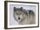 Gray Wolf in Snow-DLILLC-Framed Photographic Print