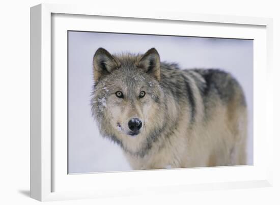 Gray Wolf in Snow-DLILLC-Framed Photographic Print