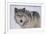 Gray Wolf in Snow-DLILLC-Framed Photographic Print