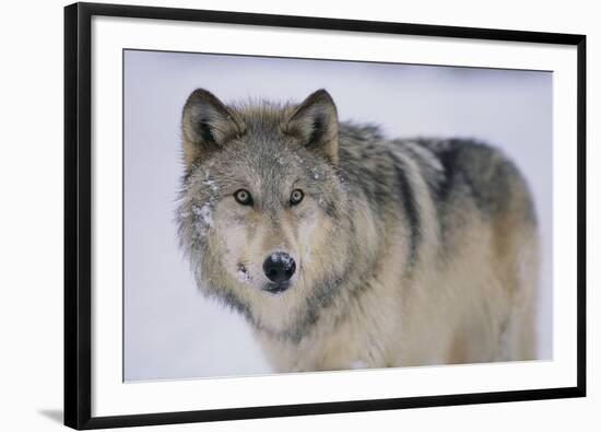 Gray Wolf in Snow-DLILLC-Framed Photographic Print