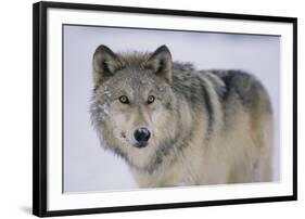 Gray Wolf in Snow-DLILLC-Framed Photographic Print