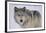 Gray Wolf in Snow-DLILLC-Framed Photographic Print