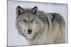 Gray Wolf in Snow-DLILLC-Mounted Photographic Print