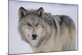 Gray Wolf in Snow-DLILLC-Mounted Photographic Print