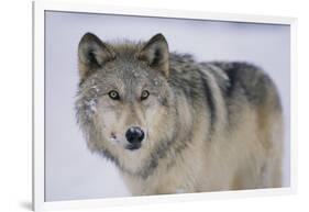 Gray Wolf in Snow-DLILLC-Framed Photographic Print