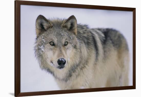 Gray Wolf in Snow-DLILLC-Framed Photographic Print