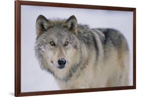 Gray Wolf in Snow-DLILLC-Framed Photographic Print