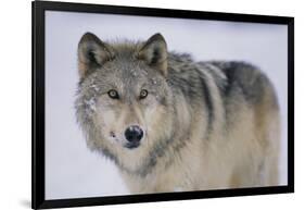 Gray Wolf in Snow-DLILLC-Framed Photographic Print