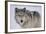 Gray Wolf in Snow-DLILLC-Framed Photographic Print