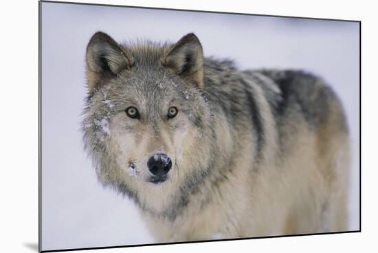 Gray Wolf in Snow-DLILLC-Mounted Photographic Print