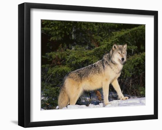 Gray Wolf in Snow-DLILLC-Framed Photographic Print