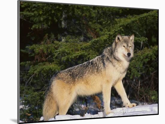 Gray Wolf in Snow-DLILLC-Mounted Photographic Print