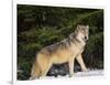 Gray Wolf in Snow-DLILLC-Framed Photographic Print