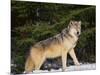 Gray Wolf in Snow-DLILLC-Mounted Photographic Print